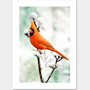 Northern Cardinal Red Bird in Winter Posters and Art